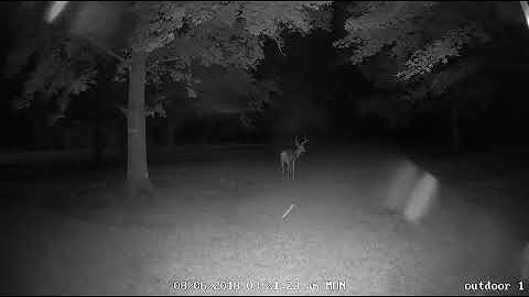 BEST REOLINK Argus 2   Outdoor Wireless Security Camera | Rechargeable | Buy From Amazon