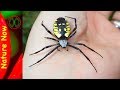 How Dangerous is a Black And Yellow Spider?