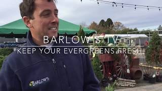 Barlow's TV [Episode 90] Keep Your Evergreens Fresh!