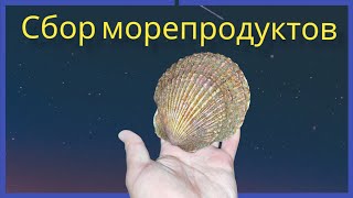 Ночной сбор морепродуктов. Гребешок, морской ëж. Остров Сахалин. Seafood collection, scallop.