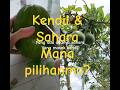 "Perbedaan Alpukat Kendil vs Alpukat Sahara 🌱"#shorts #diratani4114 #fyp