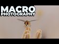 Macrophotography With The Nikon Z6: Get Stunning Close-ups With This Powerful Camera