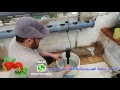 زراعة الفراولة في النظام المائي الهيدروبونيك .السعودية الاردن الجزائر مصر قطر الامارات اليمن.