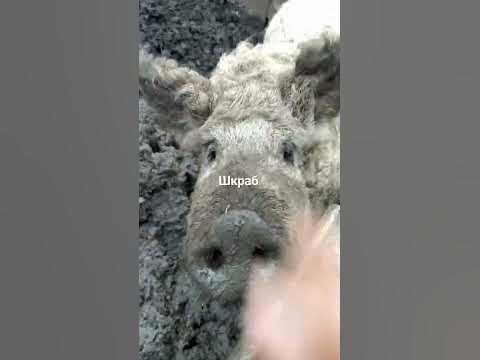 Шкраб - YouTube