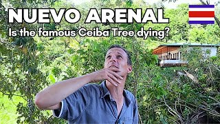 The Ceiba Tree Of Nuevo Arenal, Costa Rica