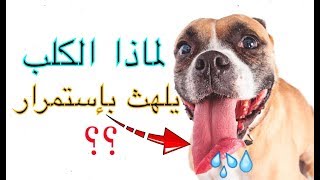 تعرف على السبب لماذا الكلب يلهث باستمرار ؟؟ سبحان الله ‼️