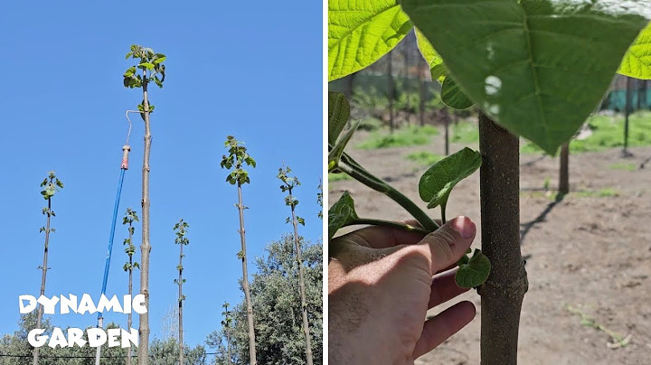 Pruning Paulownia _ Paulownia Garden _ Mar 2023