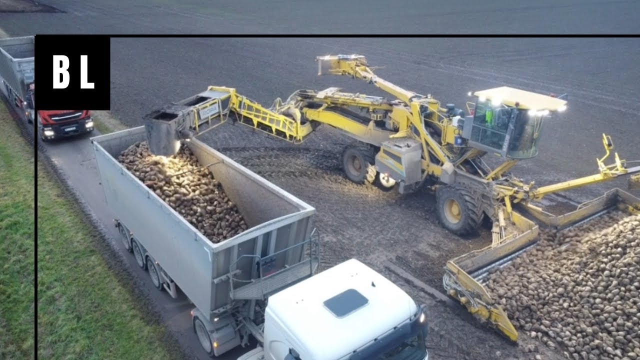 Rübenaktion! Ropa Maus 6 am Rüben verladen, bis es dunkel wird