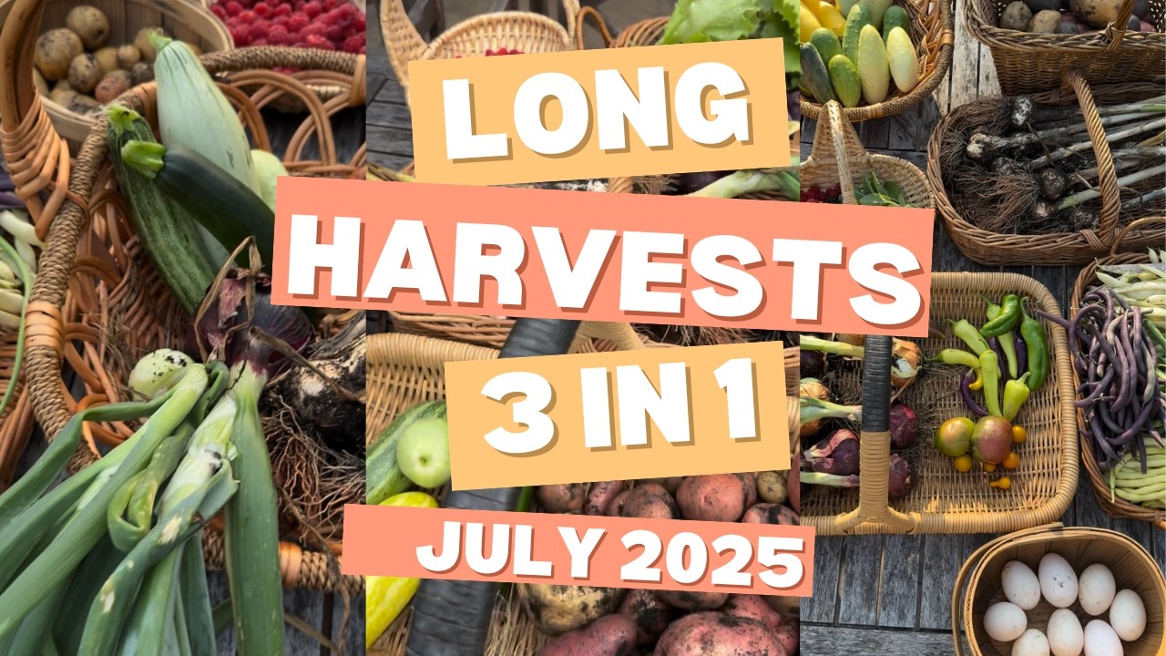 Огромный урожай с моего огорода - выращивайте свои собственные продукты!