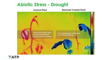 How Biostimulants Can Help Plants Deal with Heat Stress