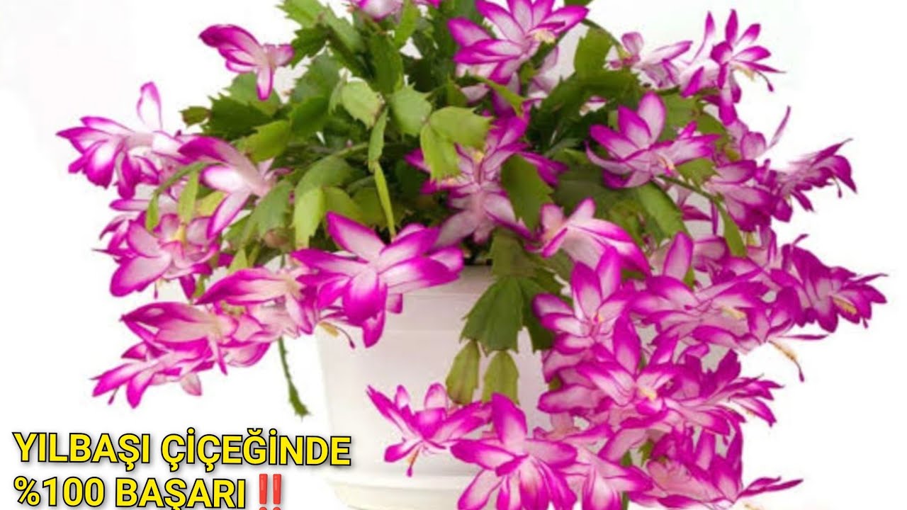 DİKKAT‼️BİM Market Yılbaşı Çiçeğinizi Öldürmeyin ❗Yılbaşı Kaktüsü Schlumbergera