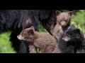 Black Bear with 3 new Cubs-8K-close/Wildlife Photography-Jackson Hole/Grand Teton Park/Yellowstone