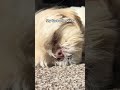 This is my favourite view! What is yours? #dog #shihtzu #dogsworld