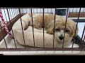 2018.10.16【Live Camera】Today's Colo ～HOME ALONE 154th day～　今日のコロ～お留守番154日目～