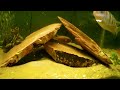 How to clean Your fish tank