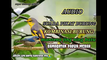 suara pikat burung kombinasi Jing Jing batu mantenan rambatan paruh merah