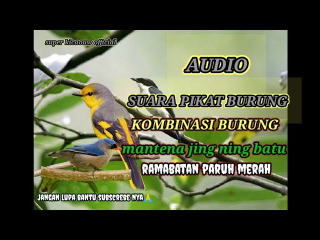 suara pikat burung kombinasi Jing Jing batu mantenan rambatan paruh merah class=