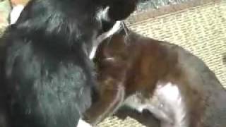 cat2.mov