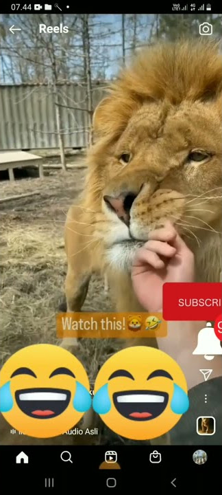 Singa makan manusia