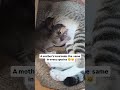 : Raising her tiny little world🧿❤️#littlecat #catvideos #viralvideo #love #kitty #meowgical #cat