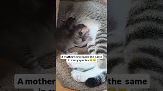 : Raising her tiny little world🧿❤️#littlecat #catvideos #viralvideo #love #kitty #meowgical #cat