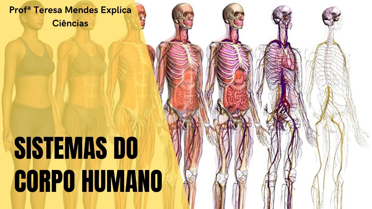 Sistemas Do Corpo Humano Youtube