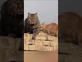 Гангстеры с хвостами! #шуточное #юмор #топ #лайк #подпишись #котики #кошка #друзья #love #like