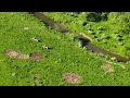 Cattle roundup  round one  mavic 3