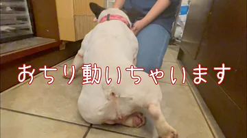 フレンチ ブルドッグ おしり تحميل Download Mp4 Mp3