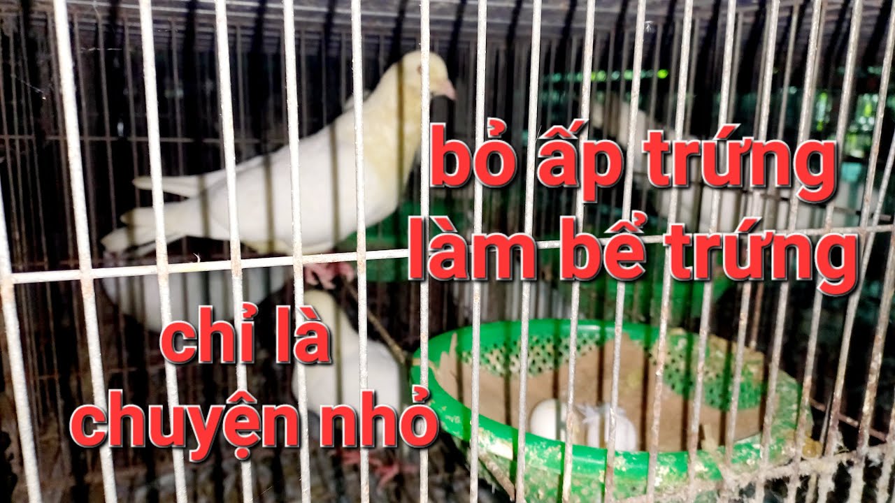 Chim bồ câu bỏ ấp / làm bể trứng cách sử lý #vanthoitv