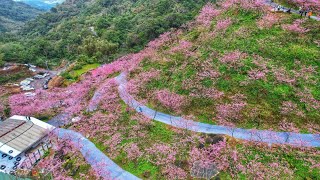 三峽大熊櫻花林熊空茶園Big Bear Sakura Forest Xiong-Kong ... 