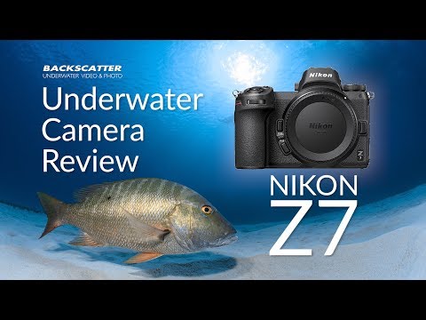 Nikon Z7 II Underwater Camera Review - Underwater Photography - Backscatter