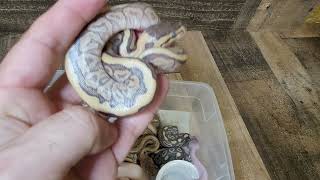 BEL Ball Python Clutch Update. ANOTHER mystery snake! Blue Eyed Leucistic.