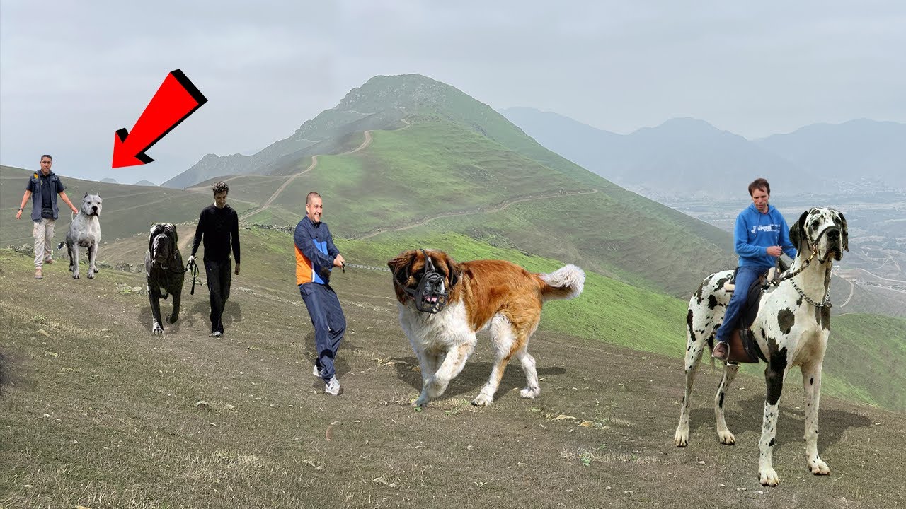 Llevaron a los PERROS más GRANDES a dar un paseo 😬