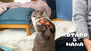 Kotaro the Otter Unique Personality