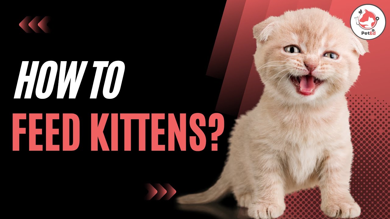 How to Feed a Kitten for Optimal Health and Growth? - YouTube