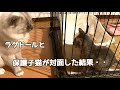 保護子猫とラグドールがケージ越しに対面したら予想外の反応だった・・・【保護子猫】