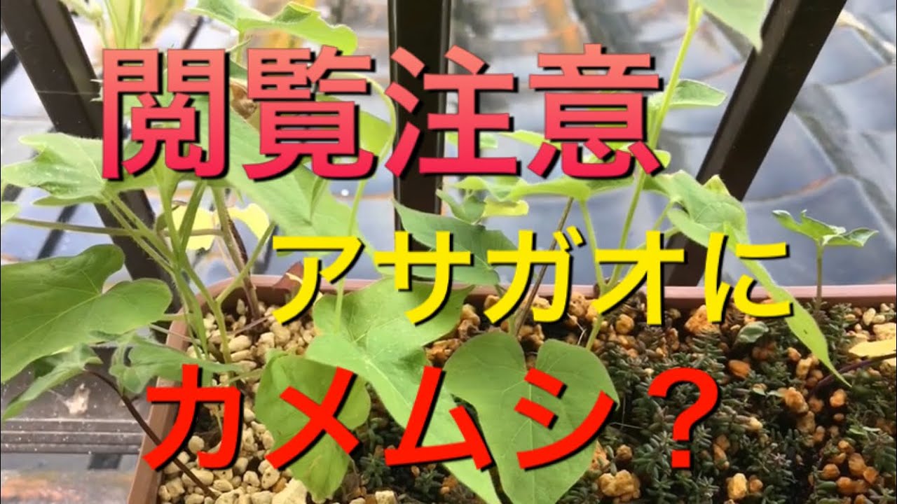 アサガオ 害虫 閲覧注意 朝顔に謎の虫カメムシかな Youtube