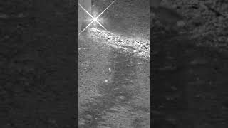Fox sprayed by skunk