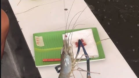 Hướng dẫn canh phao câu tôm cơ bản nhất