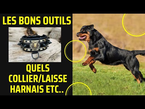 Vidéo: Problèmes courants avec Catahoulas