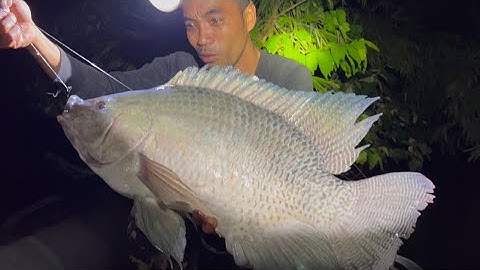 Rừng Đêm Đụng Phải Phi Già 4,1 Kg Fishing Camping Freedom 🏕️