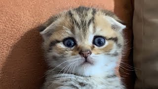 Wow. A fascinating kitten with a captivating look. by Fluffy tails 768 views 2 months ago 3 minutes, 17 seconds