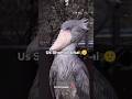 This Bird have Negative IQ 😰🤣| #shorts