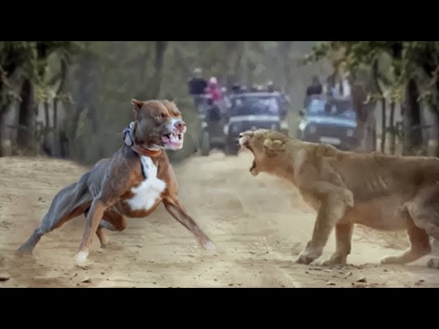 Pitbull VS Lion - Lion VS Pitbull Amazing Comparison! - Blondi Foks class=