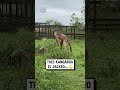 This kangaroo is MASSIVE!! 😲💪🦘                     🎥: @‌JaydeReioux via ViralHog