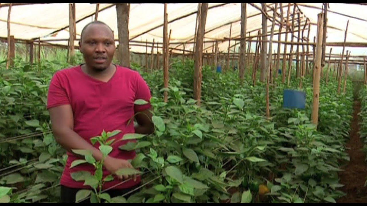 Youth who have successfully balanced career and farming - Youth in Agriculture Episode 1