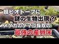 超ビオトープに謎の生物出現？ メダカのタマゴ採取の最強の産卵床