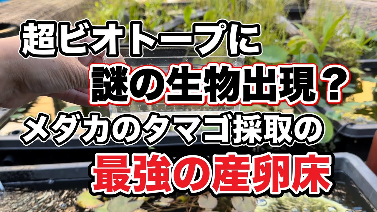 超ビオトープに謎の生物出現？ メダカのタマゴ採取の最強の産卵床