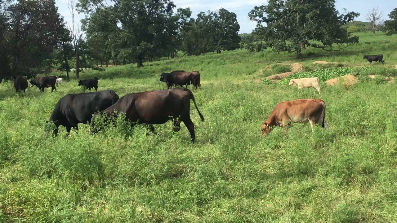 How Can You Tell If A Cow Is Mature Or If It s Still A Calf YouTube